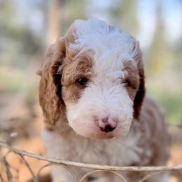 Arthur - Red Abstract - Red male Bernedoodle puppy in Lookout, California from Remington Kennels, LLC