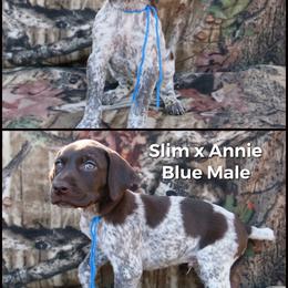 German Shorthaired Pointer and Labrador Retriever Puppies from LL Gun Dogs, LLC