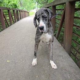 Olivia - Mantle merle female Great Dane puppy in Arlington, Texas from Scoober Danes