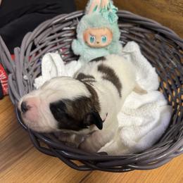 Pink wink - Brindle and white female Saint Bernard puppy in Auburn, Washington from Sara’s Saint Bernards