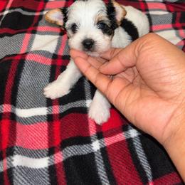 Dora - Parti female Yorkshire Terrier puppy in Gastonia, North Carolina from Banks Dynasty Kennel