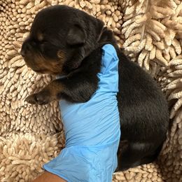 Pick 1 - Black and tan male Rottweiler puppy in Lyons, Indiana from White River Rottweilers