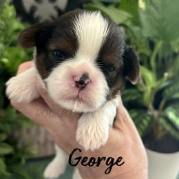 George - Black gold and white male Cavatzu puppy in Oklahoma from Rocky Oak Cavaliers & Biewer Terriers LLC