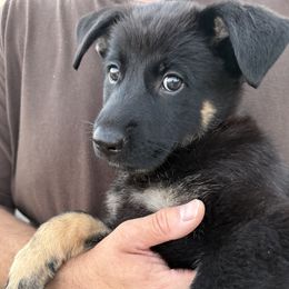 Orange - Bi-color female German Shepherd puppy in Newport Beach, California from Vom Bismarkhaus