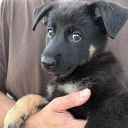 Orange - Bi-color female German Shepherd puppy in Newport Beach, California from Vom Bismarkhaus