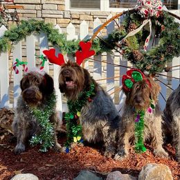 Wirehaired Pointing Griffons from Rawley Point Griffons