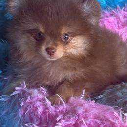 Snuggles - Chocolate and tan male Pomeranian puppy in Gainesville, Texas from Pomtastic Pomeranians