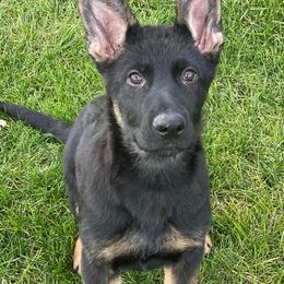 German Shepherds from Rouse shepherds
