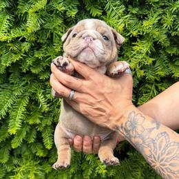 Orange collar - Lilac tri-color female Bulldog puppy in Seattle, Washington from Authentic Bullys