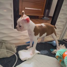 Stormie - Boston Terrier puppy from Lujan Ranch