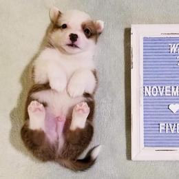 American Corgi and Pembroke Welsh Corgi Puppies from Whimsical Treasure Corgis