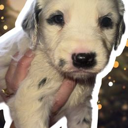 Prancer - White and black female Dalmatian puppy in Bremen, Georgia from Clark’s Dalmatians
