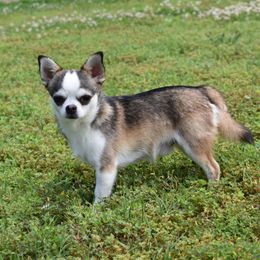 Diego - Chihuahua