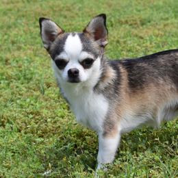 Diego - Chihuahua