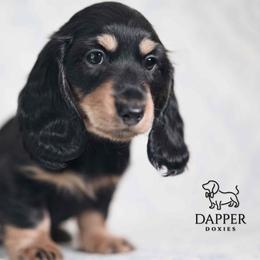 Quest - Black and tan male Dachshund puppy in Brooksville, Florida from Dapper Doxies