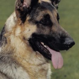 German Shepherds from Covy-Tucker Hills German Shepherds