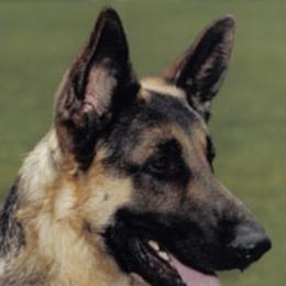 German Shepherds from Covy-Tucker Hills German Shepherds
