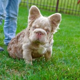 Roblox - French Bulldog