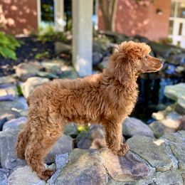 Old English Sheepdog and Poodle Puppies from Canine Castle of Cleveland