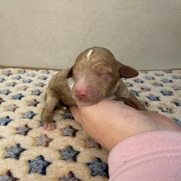 North - Apricot male Poodle puppy in Stilwell, Oklahoma from LR&R Dog Co.