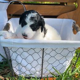 Sheepadoodle Puppies from Primrose Cottage Puppies