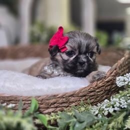 Marnie - Sable female Shih Tzu puppy in Hartville, Missouri from Petty Paws