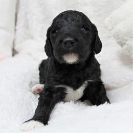 Bernedoodle and Goldendoodle Puppies from Paramount Family Doodles