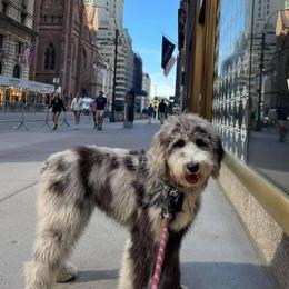 American Bully, Bernedoodle, Poodle, Sheepadoodle, and Whoodle Puppies from Wonderland’s Boujie Kennels