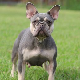 Maggie - French Bulldog