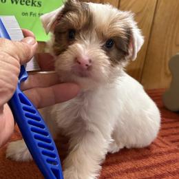 Boy 1 - Parti male Yorkshire Terrier puppy in Bear Creek, North Carolina from Yorkie Time