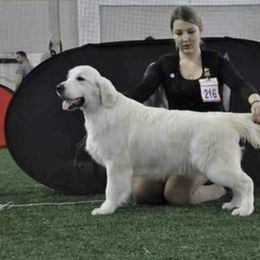 Golden Retriever Puppies from Brightside Goldens