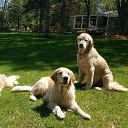 Golden Retrievers from Golden Years