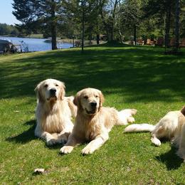 Golden Retrievers from Golden Years