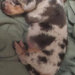 FIRE - Dapple female Dachshund puppy in Delano, Tennessee from Walker Ranch Danes & Dachshunds