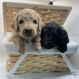 Bernedoodle Puppies from Bruce and Emma Doodles