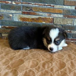 Boy 4 - Black and tan male Pembroke Welsh Corgi puppy in Visalia, California from VIP Stables