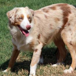 Cherry - Miniature Australian Shepherd