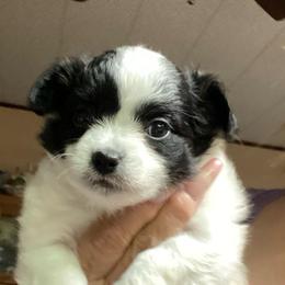 Jose - Black and white male Chihuahua puppy in Red Bluff, California from Aye Chihuahua