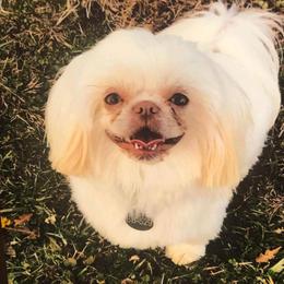 Quincy - Shih Tzu