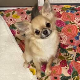 Penny - Chihuahua