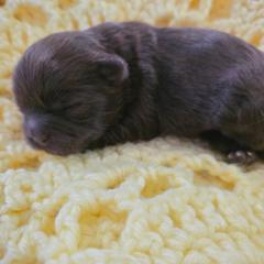 Violet - Brown female Shichon puppy in Ronda, North Carolina from Willow River