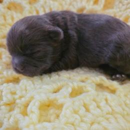 Violet - Brown female Shichon puppy in Ronda, North Carolina from Willow River