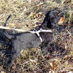 English Setter, Golden Retriever, and Gordon Setter Puppies from Katherine's Gordon Setters, English Setters, and Golden Retrievers