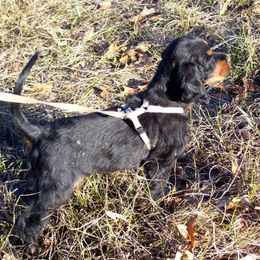 English Setter, Golden Retriever, and Gordon Setter Puppies from Katherine's Gordon Setters, English Setters, and Golden Retrievers