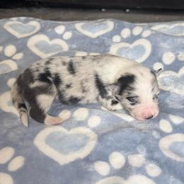 Girl 1 - Blue merle female Border Collie puppy in Guffey, Colorado from Sunset Ridge
