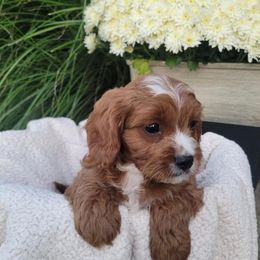 Carson - Red male Cavapoo puppy in Mint Hill, North Carolina from DoodleForever