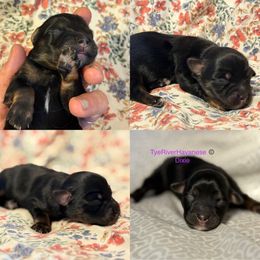 Dixie - Black and tan female Havanese puppy in Lovingston, Virginia from Tye River Havanese