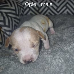 Opie - White and lemon male Teddy Roosevelt Terrier puppy in Murray, Kentucky from Froschwald German Shepherds and Xanadu Teddy Roosevelt Terriers