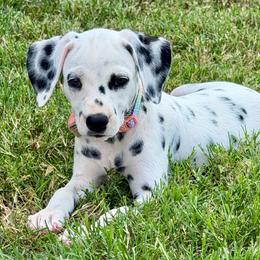 Trixie - White and black female Dalmatian puppy in Mt. Vernon, Texas from Double B