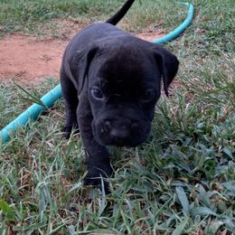 Catahoula Leopard Dog Puppies from Full Throttle Catahoulas